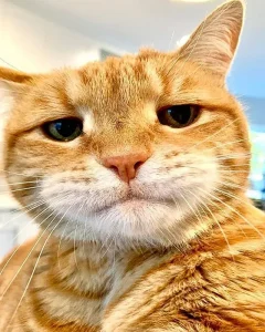 cat security cat