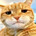 cat security cat